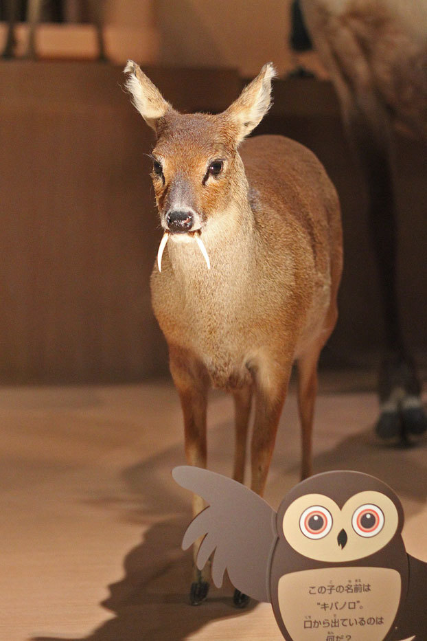 ザ･剥製！～巨大ヘラジカと強面キバノロとウェポンＸ_e0294253_12210947.jpg