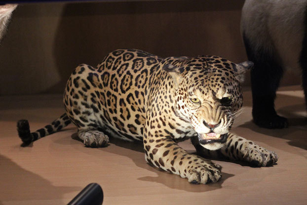 ヒョウの剥製 大型 国立科学博物館の舞台裏】標本は収蔵場所に困っても受け入れる「ここに