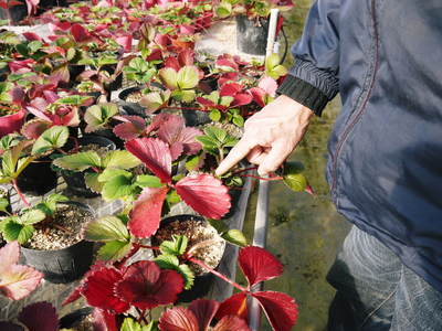 完熟紅ほっぺ イチゴは多年草!葉っぱの紅葉と休眠_a0254656_18105791.jpg
