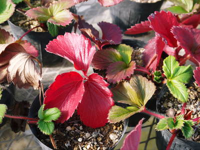 完熟紅ほっぺ イチゴは多年草!葉っぱの紅葉と休眠_a0254656_1841104.jpg