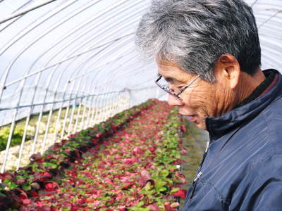 完熟紅ほっぺ イチゴは多年草!葉っぱの紅葉と休眠_a0254656_1846537.jpg