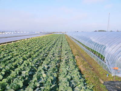 完熟紅ほっぺ イチゴは多年草!葉っぱの紅葉と休眠_a0254656_1953284.jpg