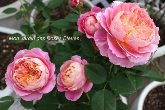 我が家の薔薇たち クロード モネ La Rose 薔薇の庭