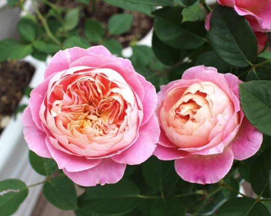 我が家の薔薇たち クロード モネ La Rose 薔薇の庭