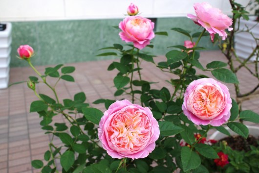 我が家の薔薇たち クロード モネ La Rose 薔薇の庭