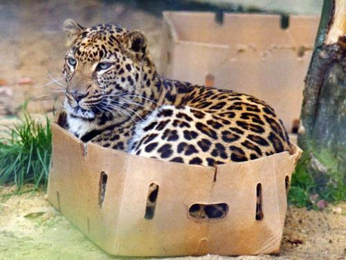 【大きな猫も箱が好き】_c0042960_2040945.jpg
