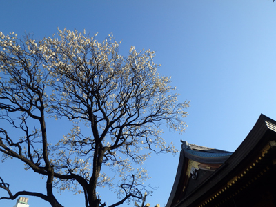 湯島天神の梅を楽しみました。_b0112263_21302561.jpg