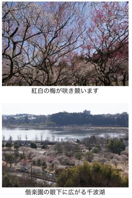 水戸観光情報•水戸の梅まつり_d0187468_12571872.jpg
