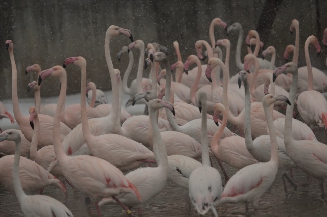 雪の動物園　フラミンゴ_a0188771_22445138.jpg