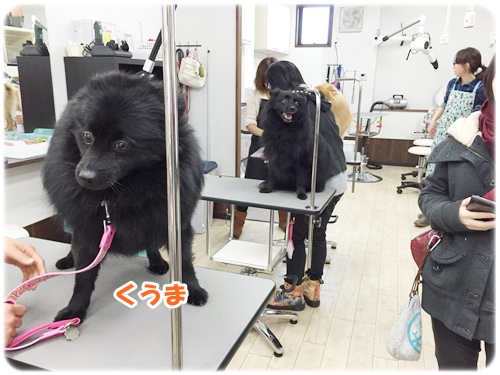 楽天市場】ポメラニアン（オーナーズグッズ｜犬用品）：ペット