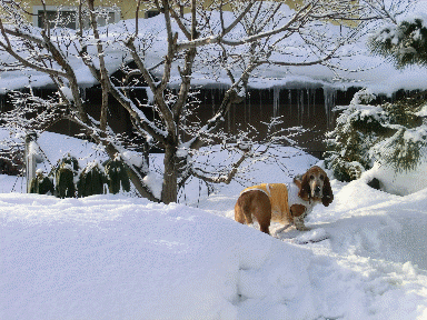 f0205887_12384521.gif