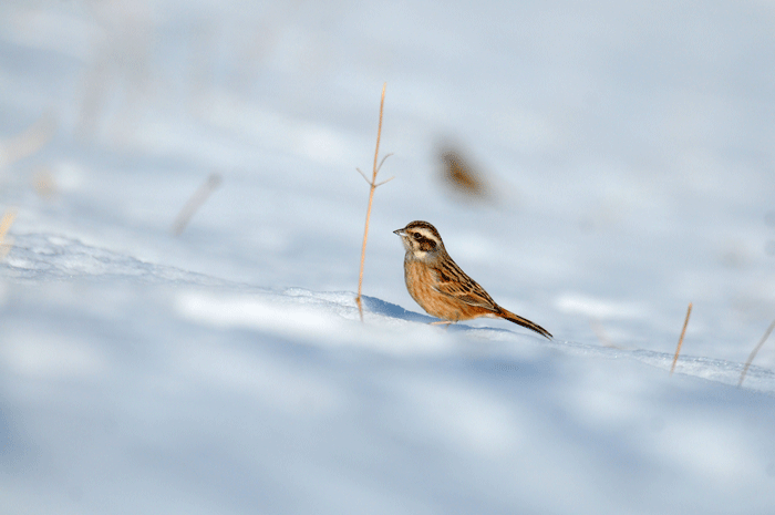 雪山の鳥さん　＜雀・頬白・萩猿子＞_e0248688_172358.gif