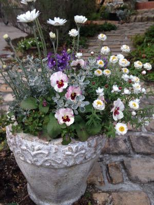 我が家のviola Jardin Natu