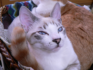 a0333195_17414973.png