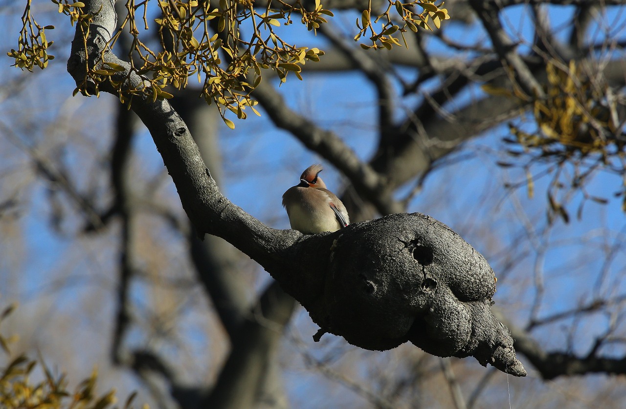 D公園のヒレンジャク_f0296999_1852411.jpg