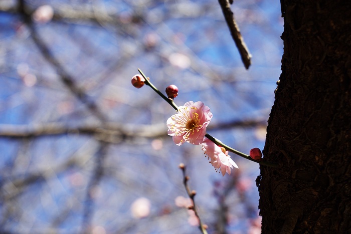 c0187503_1773218.jpg