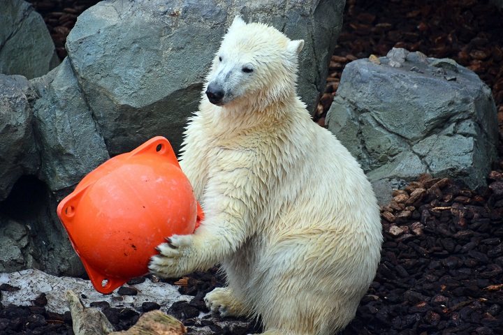 釧路市動物園のミルクが右耳一部欠損の負傷  ～ ツヨシとの（将来の）同居開始予定に当面は影響無しか？_a0151913_19315919.jpg