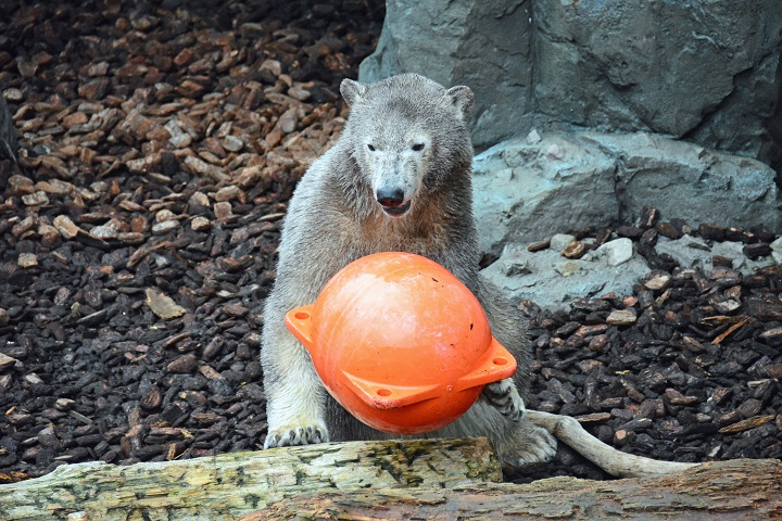 釧路市動物園のミルクが右耳一部欠損の負傷  ～ ツヨシとの（将来の）同居開始予定に当面は影響無しか？_a0151913_19353382.jpg