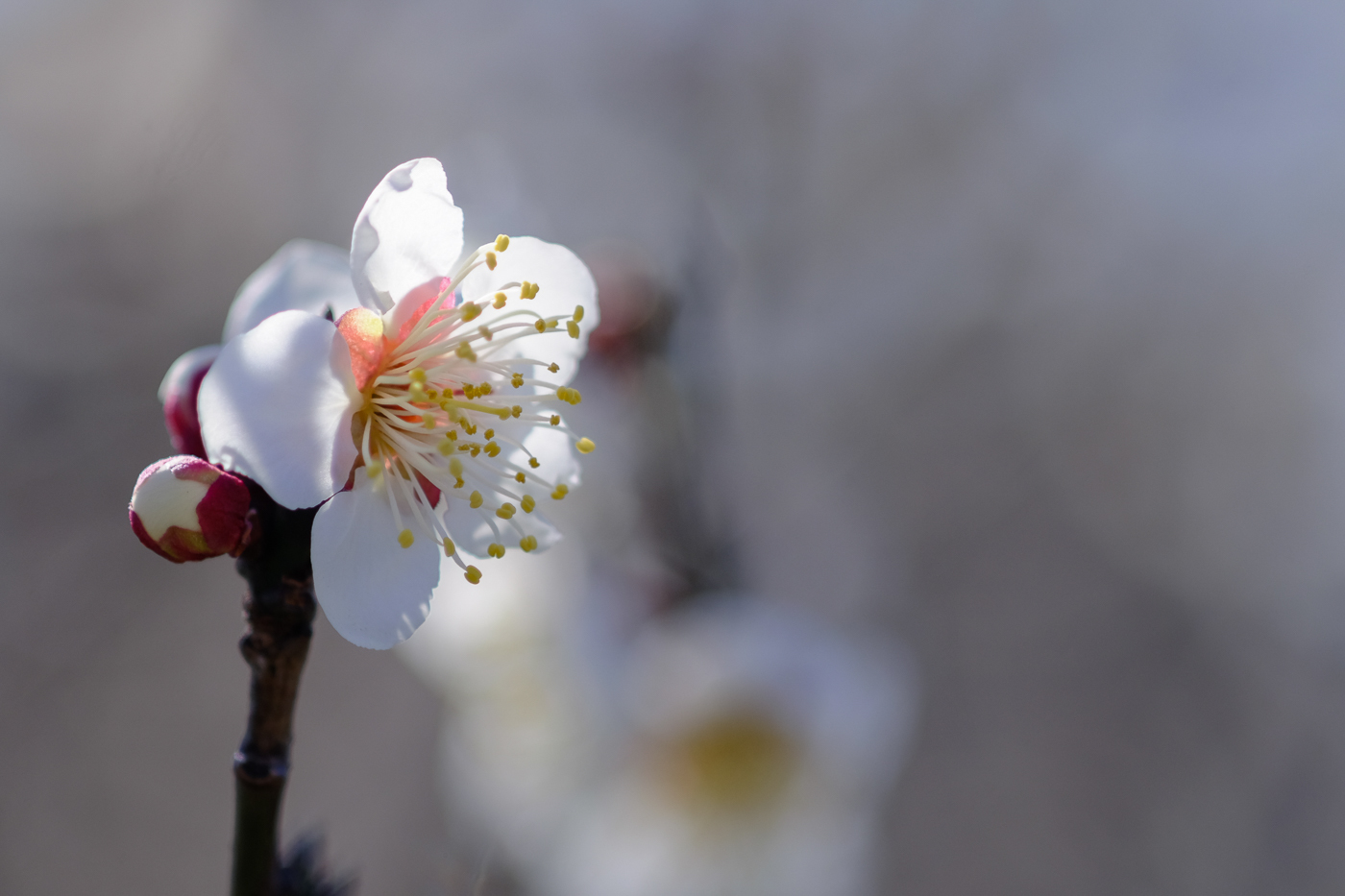 オールドレンズで撮る梅　～　SMC MACRO-TAKUMAR 6x7 135mm F4_e0308416_18424403.jpg