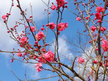 平城宮跡のウメの開花は遅いなぁ〜！_a0100742_1610155.jpg