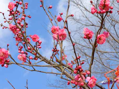 平城宮跡のウメの開花は遅いなぁ〜！_a0100742_16102890.jpg