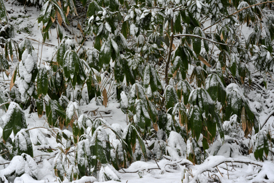 c0093046_1630476.gif