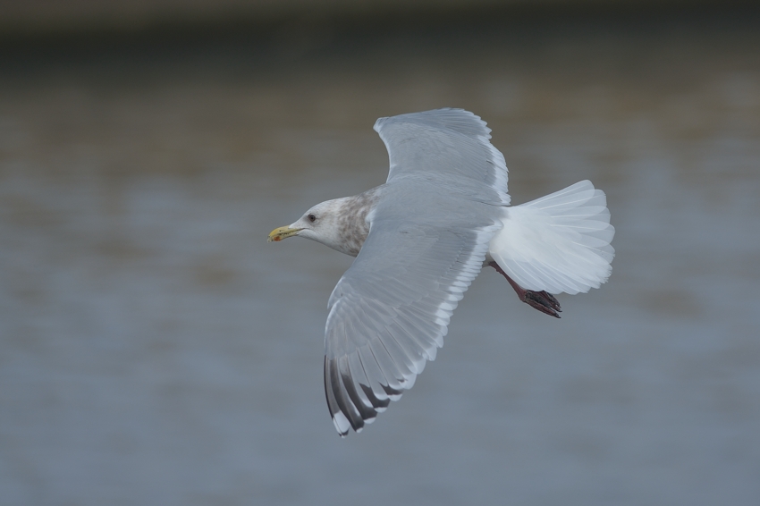 カナダカモメ（Thayer's Gull）～2015.02 : Birding in Japan!