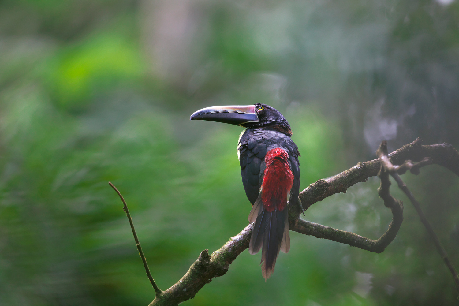 ムナフチュウハシ　SCollared Aracari_d0013455_20594564.jpg