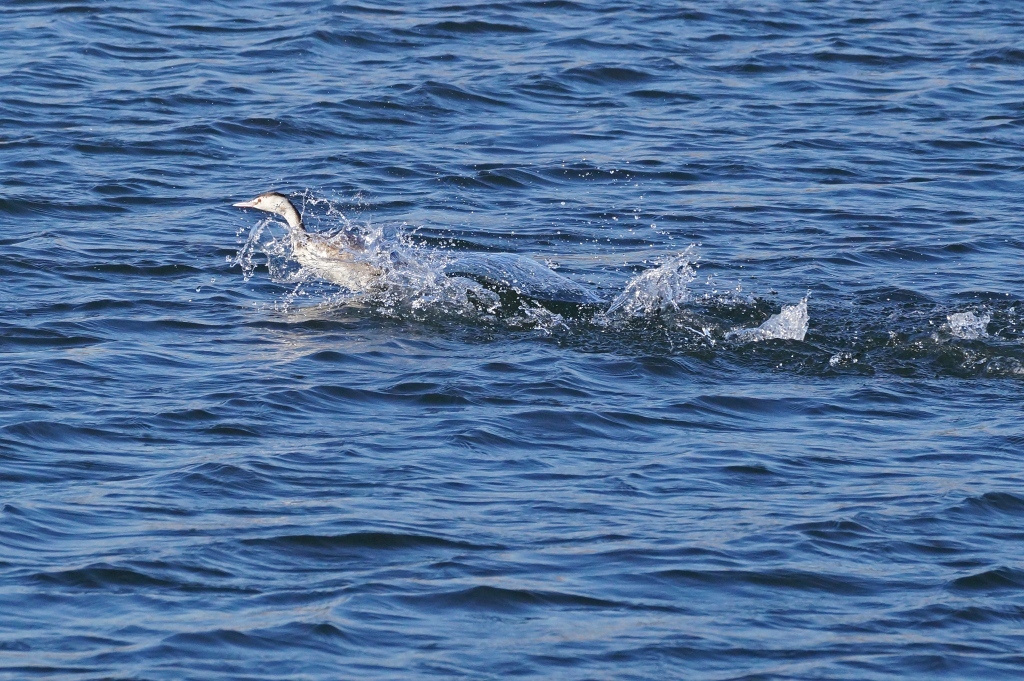 カンムリカイツブリ　　2015_02_15　更新_e0229455_04125569.jpg