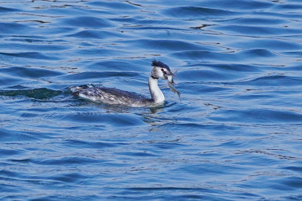 カンムリカイツブリ　　2015_02_15　更新_e0229455_04132274.jpg