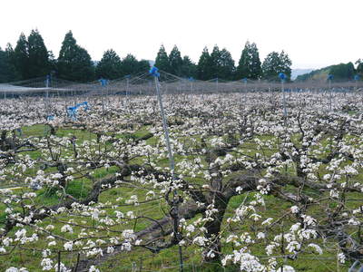 熊本梨 岩永農園 匠の剪定作業に今年も同行取材!その1(梨が育つステージ作り)_a0254656_186329.jpg