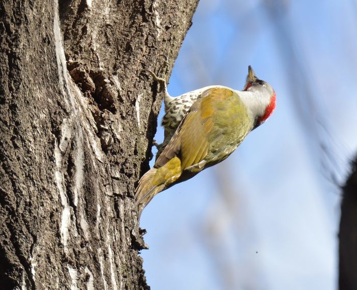 珍鳥が化けた野鳥_c0205858_16312254.jpg