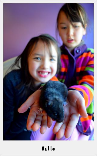 Bella the hamster._e0028272_8152492.jpg