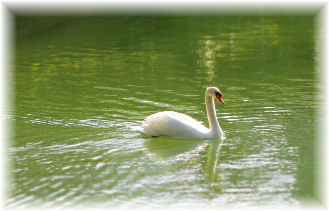 いつでも会える白鳥・・・♪_d0175974_1911964.jpg