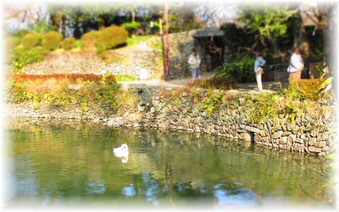 いつでも会える白鳥・・・♪_d0175974_1913566.jpg