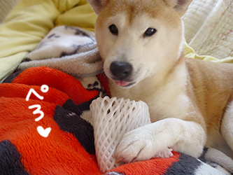 フルーツキャップ 柴と徒然日記 フルーツキャップ 柴と徒然日記