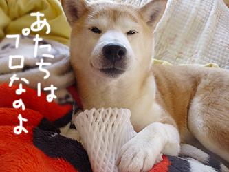 フルーツキャップ 柴と徒然日記 フルーツキャップ 柴と徒然日記