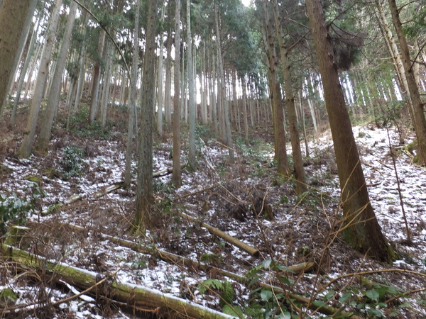 金剛山【ツツジオ谷・細尾道（下山）】：完全氷瀑の二の滝に惹かれてまさかの２連チャン_c0066176_142987.jpg