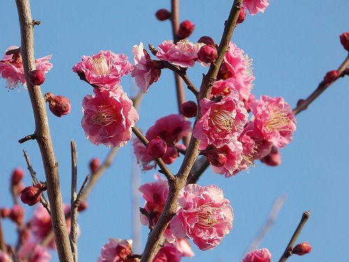 芝桜 de 花のまちづくり in 浦安_e0055176_22113156.jpg