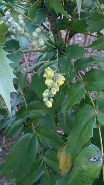 ヒイラギナンテンの花_f0197985_1723756.jpg