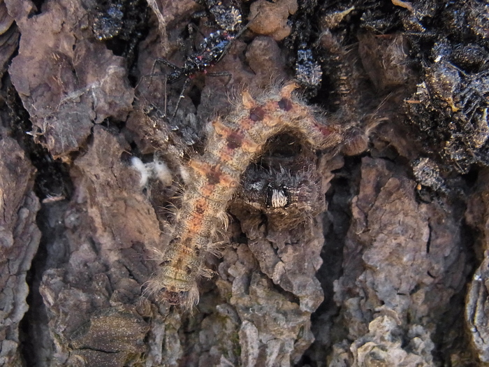 ヨコヅナサシガメの幼虫、マツカレハの幼虫？_c0208989_22415158.jpg