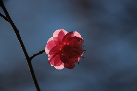 谷保神社の梅林_f0307097_01193039.jpg