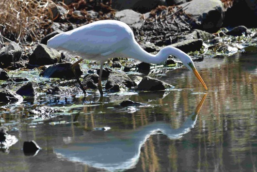 賢いカワウとダイサギ_c0315700_18460760.jpg