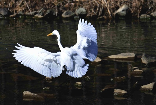 賢いカワウとダイサギ_c0315700_18463546.jpg