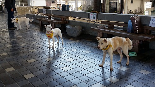 成犬譲渡会 ご苦労様でした!_d0050503_20325377.jpg