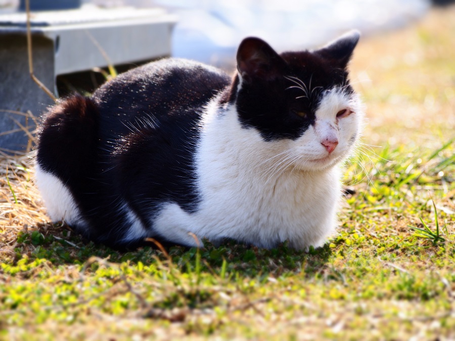 飛行場近くで出会ったおにぎりちゃん。_d0001008_13443191.jpg