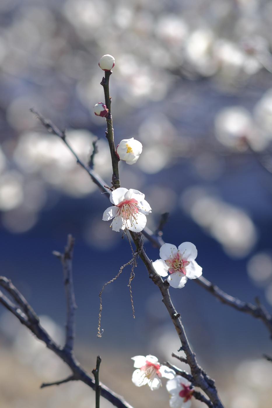 オールドレンズ　vivitar100mmf2.8 AUTO Vivitar WIDE-ANGLE 28mm F2.8 - 古レンズの風に吹かれて