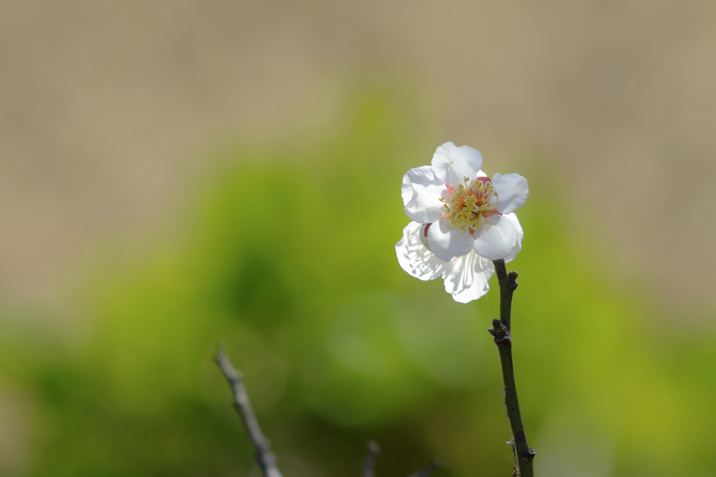 オールドレンズで撮る梅 ～ VIVITAR 135mm F2.8 : とうとう五十路に