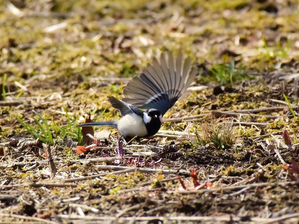 飛べ!シジュウカラ♪_a0031821_17333589.jpg