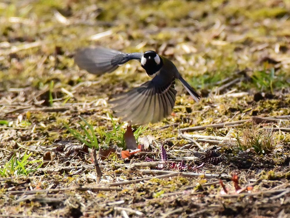 飛べ!シジュウカラ♪_a0031821_17341773.jpg